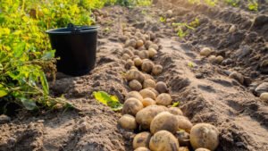 Potatoes Plant
