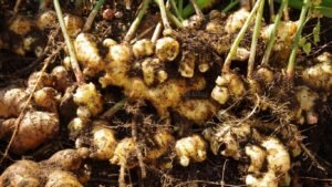 Ginger Plants