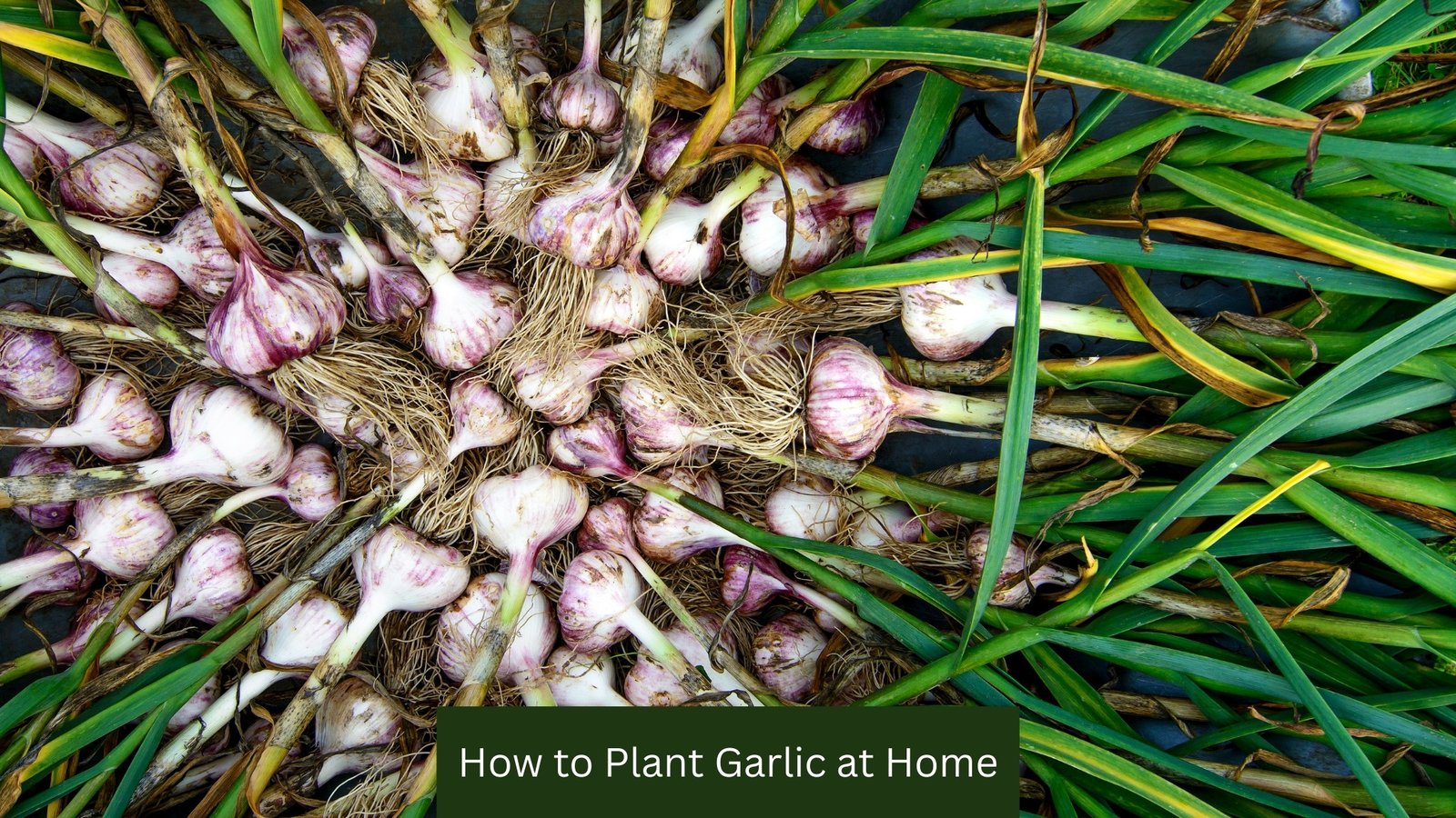 How to Plant Garlic at Home