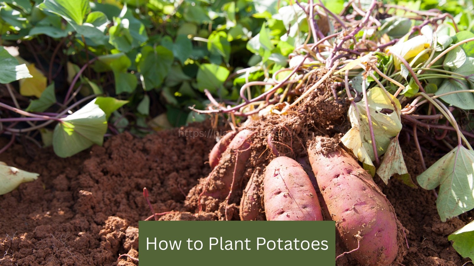 How to Plant Potatoes