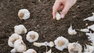 How to Plant Garlic at Home