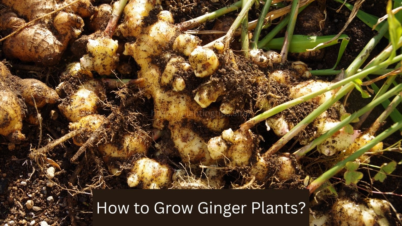 How to Grow Ginger Plants